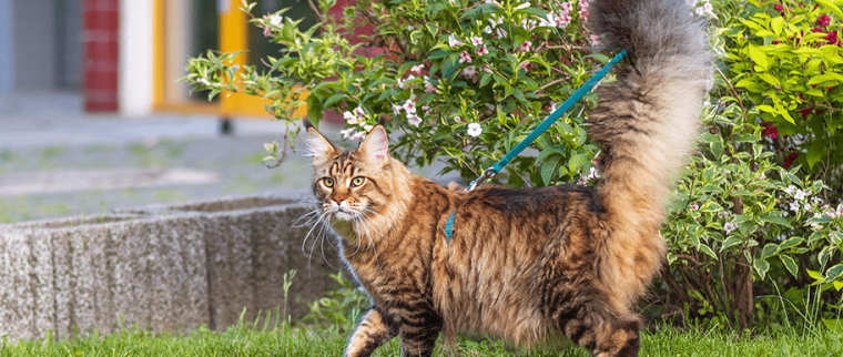 chat en laisse